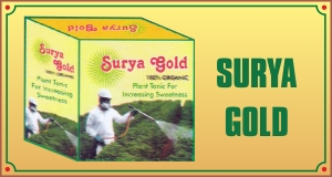 Surya Gold